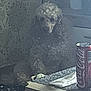 coca_cola_can, cozy, curly_hair, decor, dim_light, dog, drink_can, floor, furniture, grainy, home, indoor, napkin, pet, poodle, quiet, resting, shadow, table, wallpaper