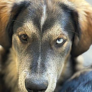 Bailey is registered to the contest to win money with this photo: dog, close_up, heterochromia, brown_eye, blue_eye, fur, pet, animal, canine, portrait, muzzle, outdoor, focused, ears, snout, nose, looking, expression, face, cute