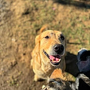 Lady is registered to the contest to win money with this photo: dog, golden_dog, brown_dog, outdoor, happy, pet, animal, canine, sunlight, nature, grass, close_up, friendly, tongue_out, portrait, looking_up, daylight, playful, two_dogs, fur
