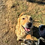 dog, golden_dog, brown_dog, outdoor, happy, pet, animal, canine, sunlight, nature, grass, close_up, friendly, tongue_out, portrait, looking_up, daylight, playful, two_dogs, fur