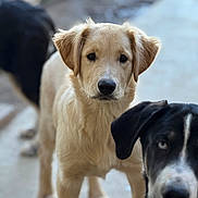 Lily is registered to the contest to win money with this photo: dog, puppy, golden_retriever, black_and_white_dog, outdoor, animal, pet, canine, portrait, curious, young_dog, fur, ears, eyes, standing, closeup, companions, looking, adorable, friendly
