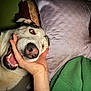 Braden joined the competition — help win amazing prizes! dog, husky, hand, human, person, green_sweatshirt, pillow, bed, indoor, playful, pet, teeth, fur, mouth, face, cheeky, closeup, lying_down, animal, companion