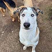 Braden joined the competition — help win amazing prizes! dog, blue_eyes, outdoor, animal, pets, canine, curious, fur, ears, snout, standing, ground, three_dogs, brown, black, white, grass, dirt, tail, looking_up