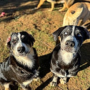 Milly And Rocky is registered to the contest to win money with this photo: dog, animal, pet, outdoor, grass, dirt, sunlight, black_and_white, brown, blue_eyes, fur, canine, playful, companion, mammal, four_legs, nature, domestic_animal, cute, friendly