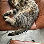 Simba is registered to the contest to win money with this photo: animal, brown, cat, cozy, cute, domestic_cat, feline, floor, fur, indoor, leather_chair, paw, pet, relaxing, resting, sleeping, striped, tabby_cat, tail, whiskers