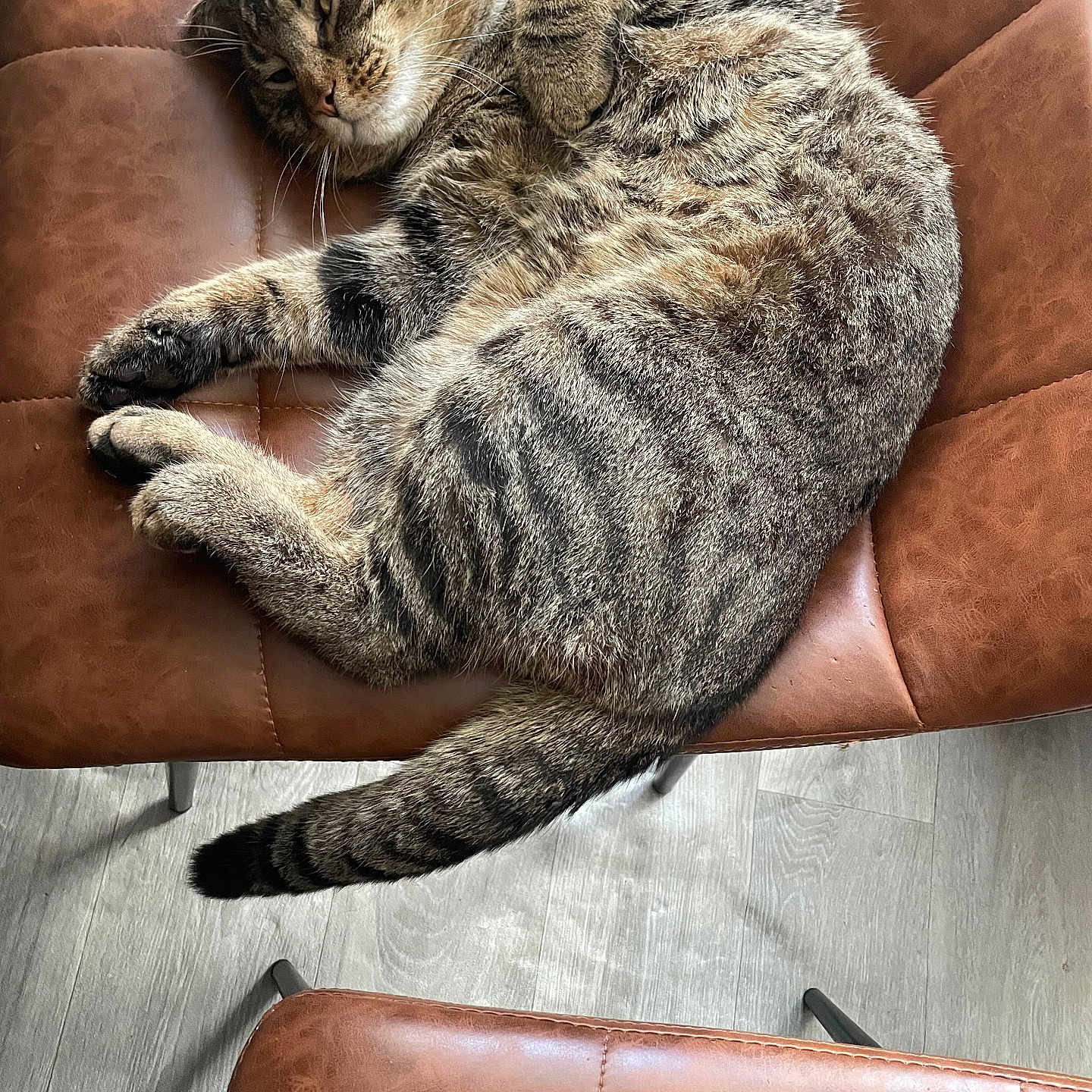 Simba is registered to the contest to win money with this photo: animal, brown, cat, cozy, cute, domestic_cat, feline, floor, fur, indoor, leather_chair, paw, pet, relaxing, resting, sleeping, striped, tabby_cat, tail, whiskers