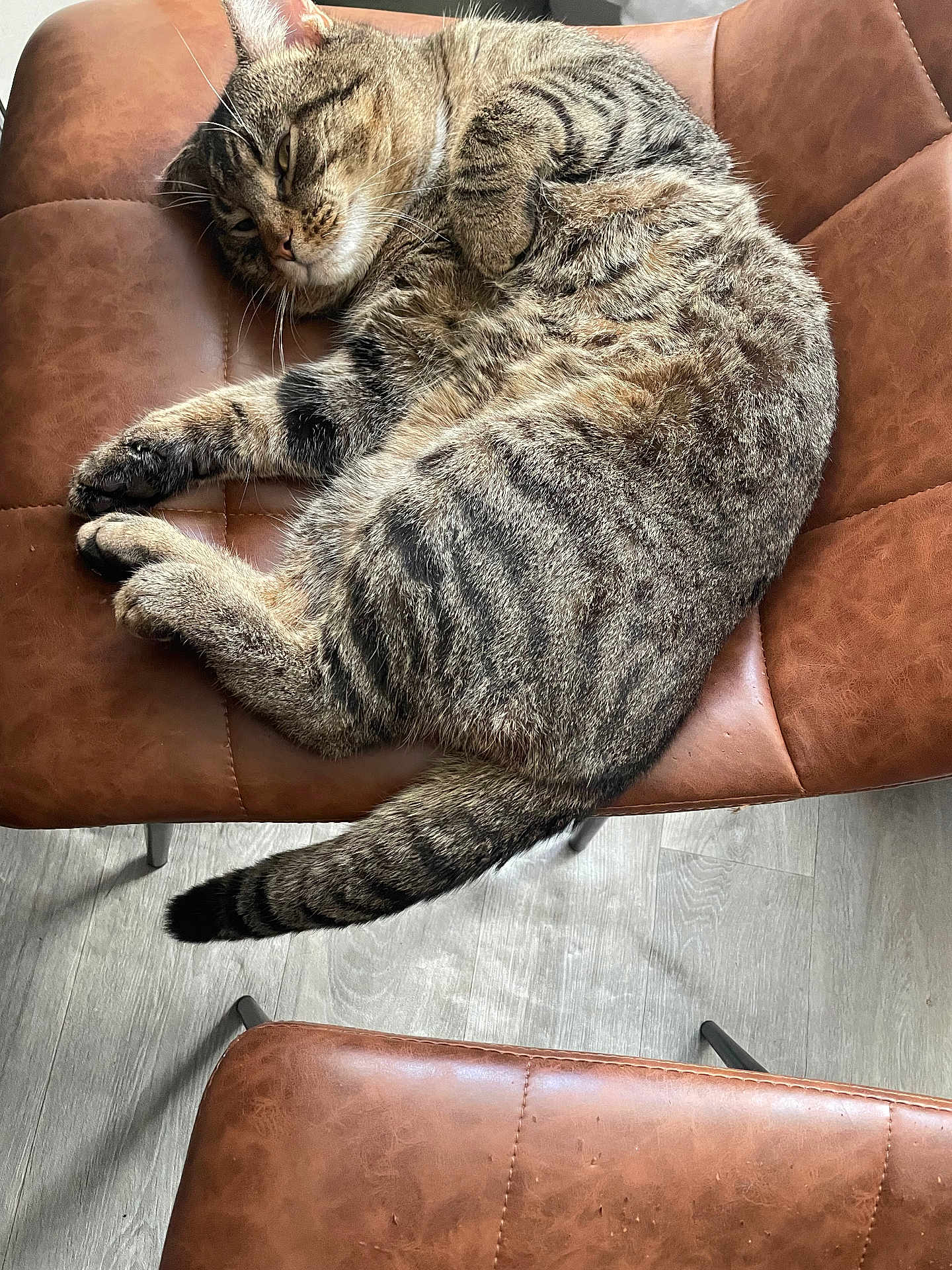 Simba is registered to the contest to win money with this photo: animal, brown, cat, cozy, cute, domestic_cat, feline, floor, fur, indoor, leather_chair, paw, pet, relaxing, resting, sleeping, striped, tabby_cat, tail, whiskers