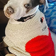 Nala joined the competition — help win amazing prizes! dog, sweater, heart, pet, portrait, cozy, cute, animal, indoor, clothing, collar, white, brown, furry, cute_pet, looking_up, seated, adorable, warm, closeup