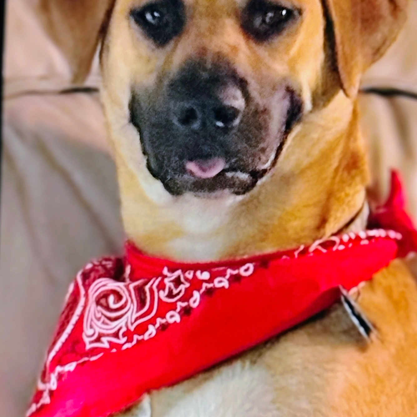 Waylon Gage is registered to the contest to win money with this photo: animal, bandana, brown_fur, canine, closeup, companion, cute, dog, domestic_animal, ears, face, friendly, furry, indoor, pet, portrait, red_bandana, relaxed, sitting, tongue_out