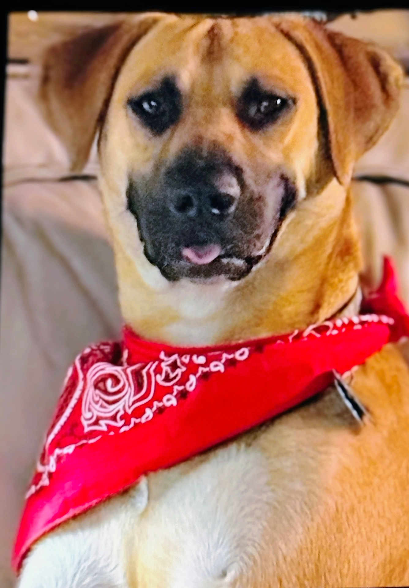 Waylon Gage is registered to the contest to win money with this photo: dog, bandana, red_bandana, pet, canine, closeup, portrait, indoor, furry, animal, cute, tongue_out, sitting, relaxed, friendly, brown_fur, face, ears, companion, domestic_animal