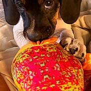Dirt is registered to the contest to win money with this photo: animal, bed, bedding, black_dog, brown_eyes, chewing, close_up, colorful, cozy, dog, floppy_ears, home, indoor, looking_at_camera, pet, playful, plush_toy, portrait, puppy, toy