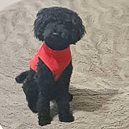 Asher joined the competition — help win amazing prizes! dog, black_dog, red_sweater, pet, indoor, carpet, small_dog, sitting, fur, cute, animal, companion, furry, canine, domestic_animal, cozy, texture, floor, portrait, looking
