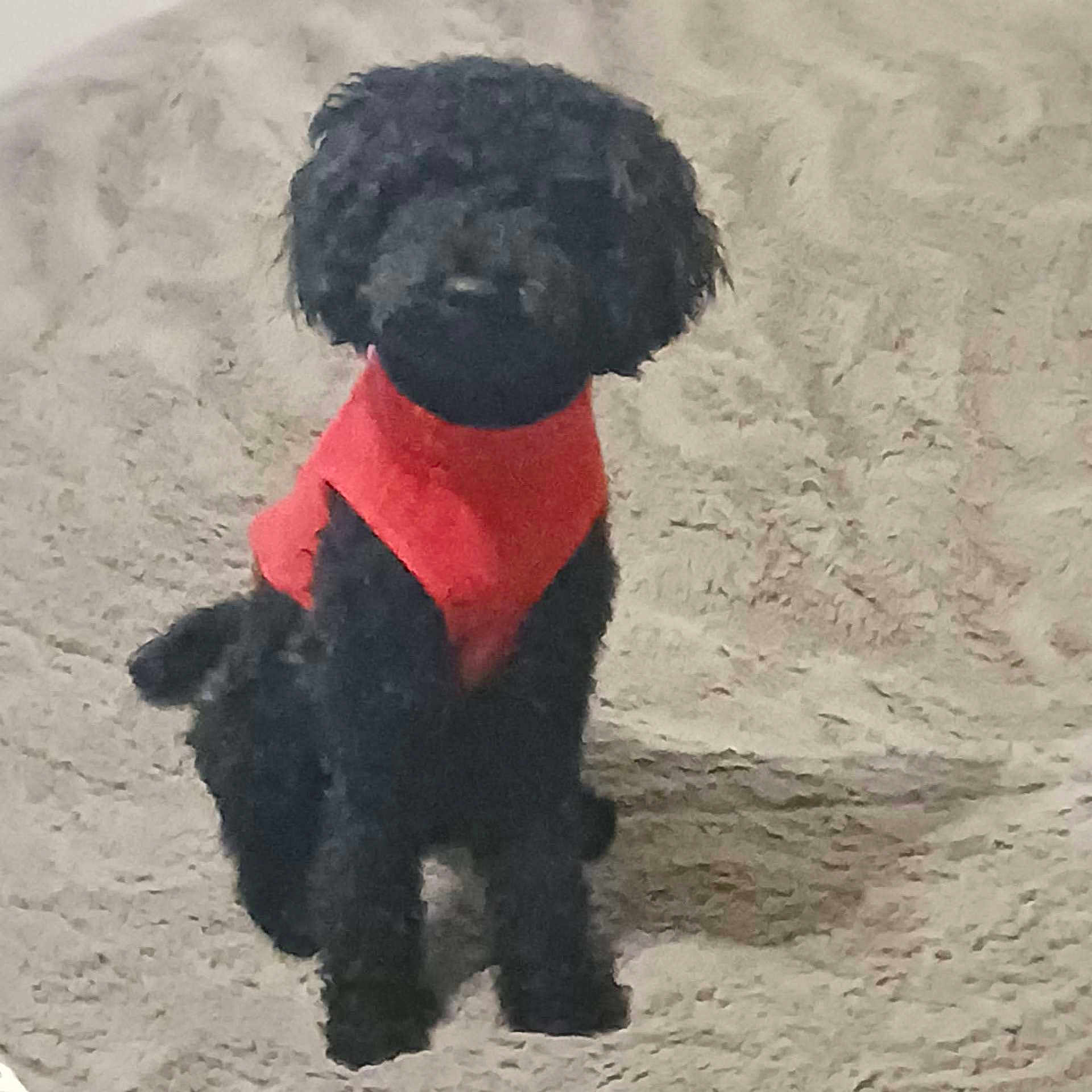 Asher joined the competition — help win amazing prizes! dog, black_dog, red_sweater, pet, indoor, carpet, small_dog, sitting, fur, cute, animal, companion, furry, canine, domestic_animal, cozy, texture, floor, portrait, looking