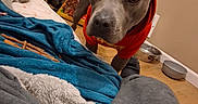 Blue is registered to the contest to win money with this photo: animal, blanket, brown_wall, canine, clothing, cozy, curious, dog, floor, food_bowl, furniture, home, hoodie, indoor, living_room, pet, relaxed, snack_bag, television, wood_floor