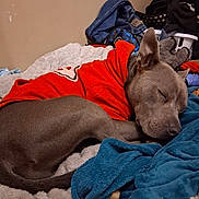 Blue is registered to the contest to win money with this photo: dog, sleeping, hoodie, orange_hoodie, bed, blanket, blue_blanket, cozy, indoor, pet, fur, ear, snout, paw, tail, laundry_basket, clothes, stuffed_toy, soft_texture, relaxed