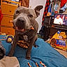 Blue joined the competition — help win amazing prizes! blue_blanket, brown_dog, carpet, chew_sticks, clothing, dog, dog_food_bag, door, dresser, furniture, giraffe_plush, household_items, indoor, living_space, pet, pet_toys, playful, room, television, toy