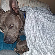 Blue is registered to the contest to win money with this photo: animal, blanket, blue, canine, closeup, collar, comfort, cozy, dog, ear, fur, indoor, nose, patterned_blanket, paw, pet, relaxing, resting, sleepy, snug