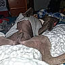 Blue is registered to the contest to win money with this photo: bed, blanket, brown_dog, canine, casual, comfort, cozy, dog, domestic_animal, furniture, gray_shirt, home, indoor, lying_down, paw, pet, relaxed, resting, sleeping, soft_texture
