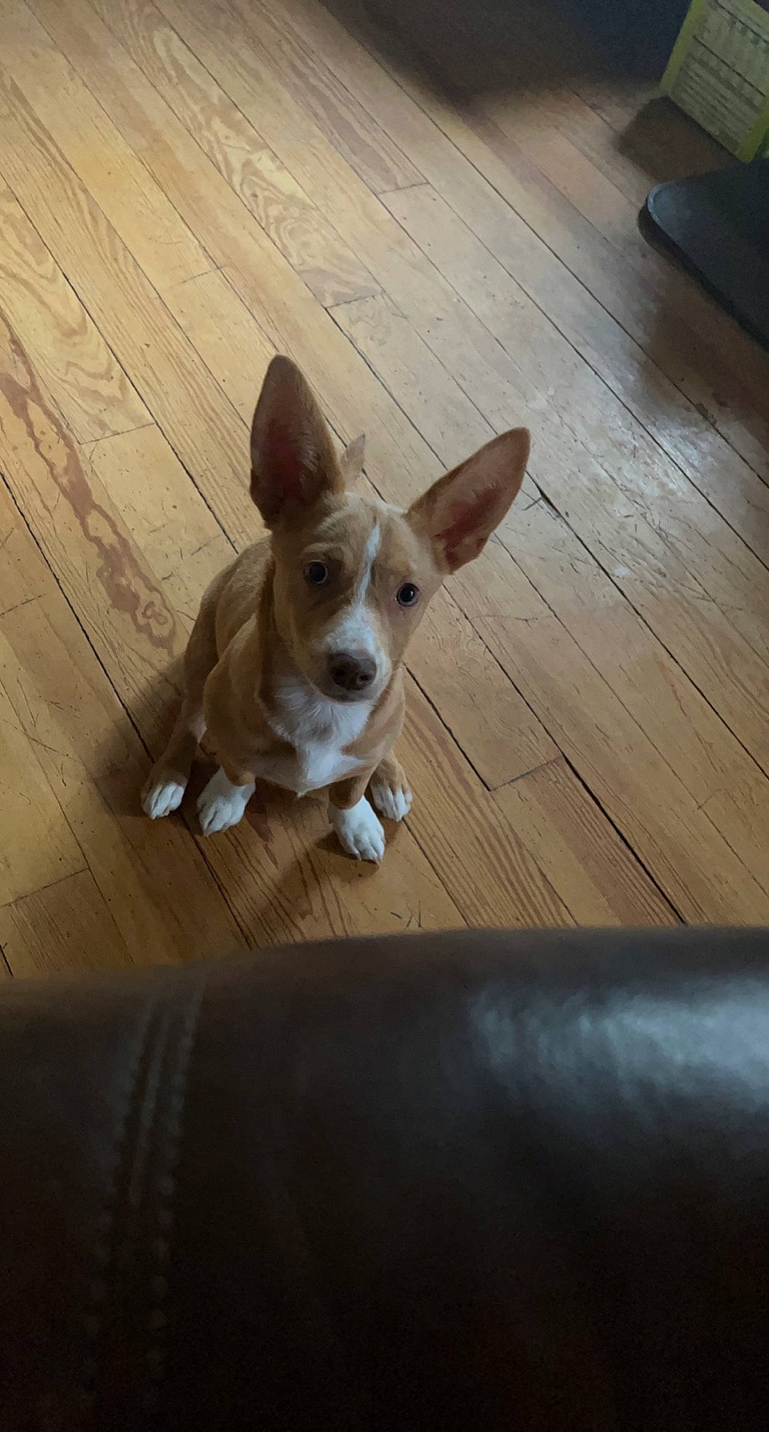 Cheerio joined the competition — help win amazing prizes! carnivore, chihuahua, companion_dog, dog, dog_breed, ear, fawn, flooring, fur, hardwood, plank, snout, sporting_group, tail, terrestrial_animal, toy_dog, whiskers, wood, wood_stain, working_animal