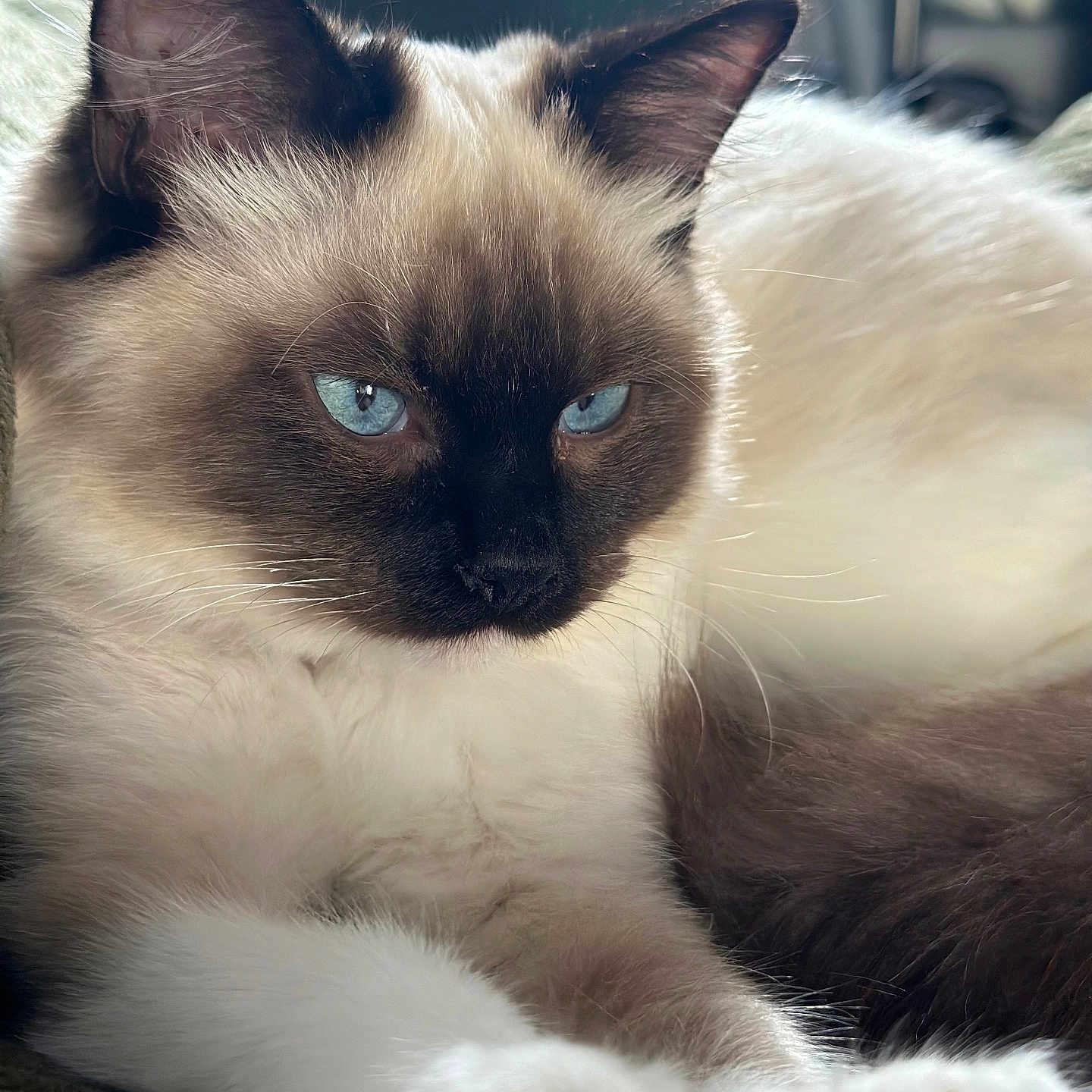 Yuki a rejoint le concours — aidez-le/la à gagner de superbes lots ! angora, animal, cat, kitten, manx, pet, siamese