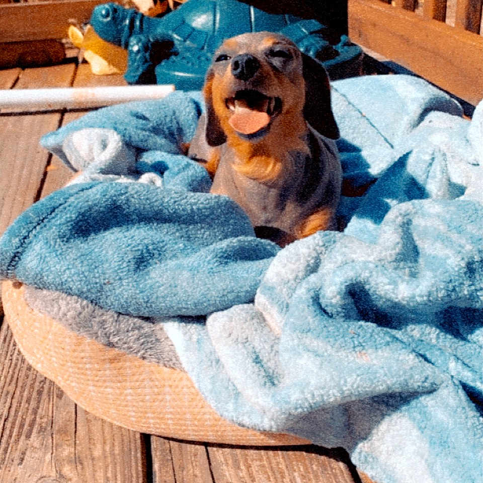 Winter joined the competition — help win amazing prizes! animal, architecture, blanket, building, canine, deck, dog, face, furniture, hound, house, housing, indoors, interiordesign, person, pet, porch, puppy, quilt, wood