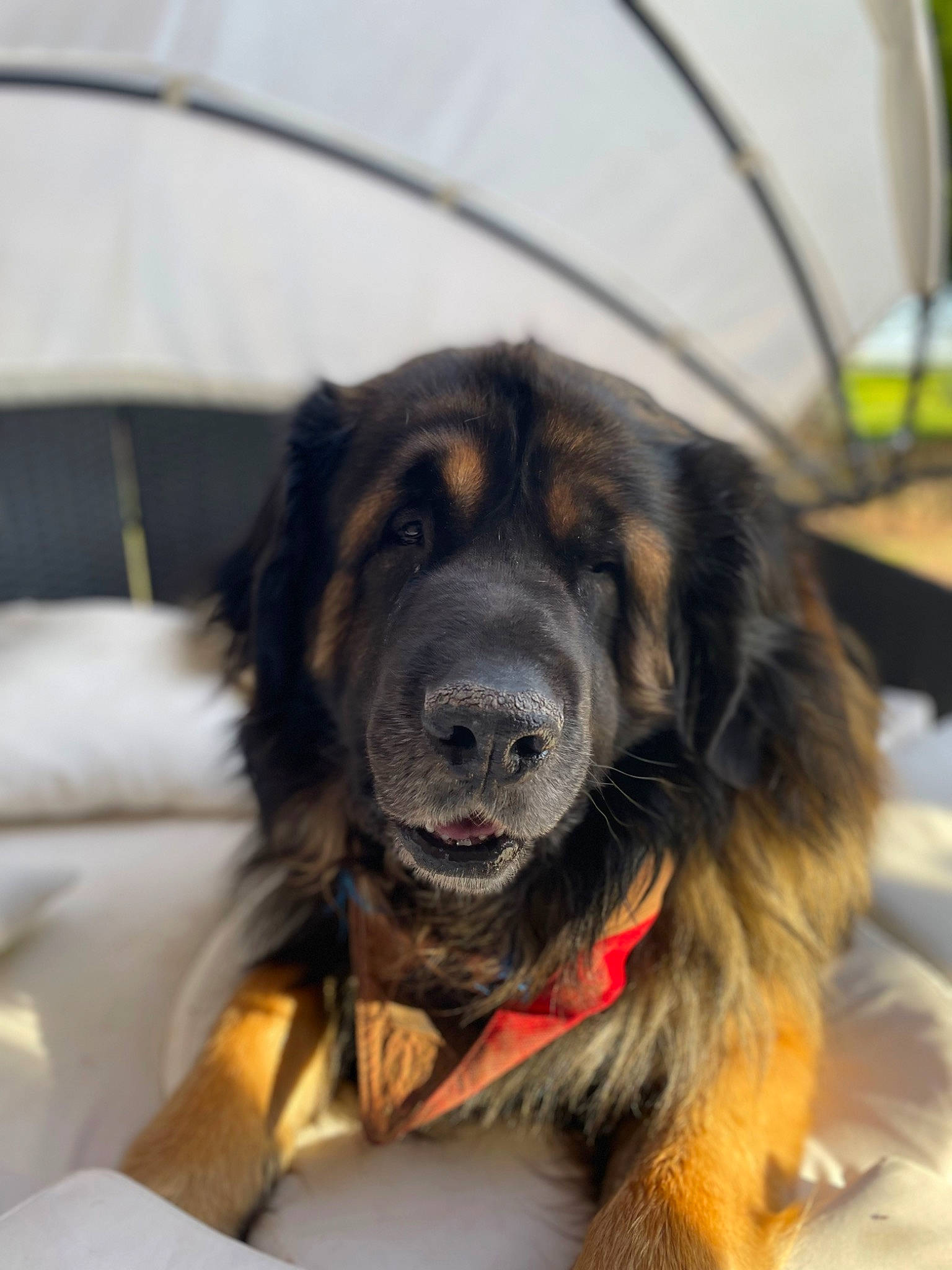 Mexico participe au concours pour gagner de l'argent avec cette photo : ancient_dog_breeds, canidae, carnivore, collar, companion_dog, dog, dog_breed, fur, gaddi_kutta, giant_dog_breed, guard_dog, snout, sporting_group, tibetan_mastiff, tree, whiskers, working_animal, working_dog