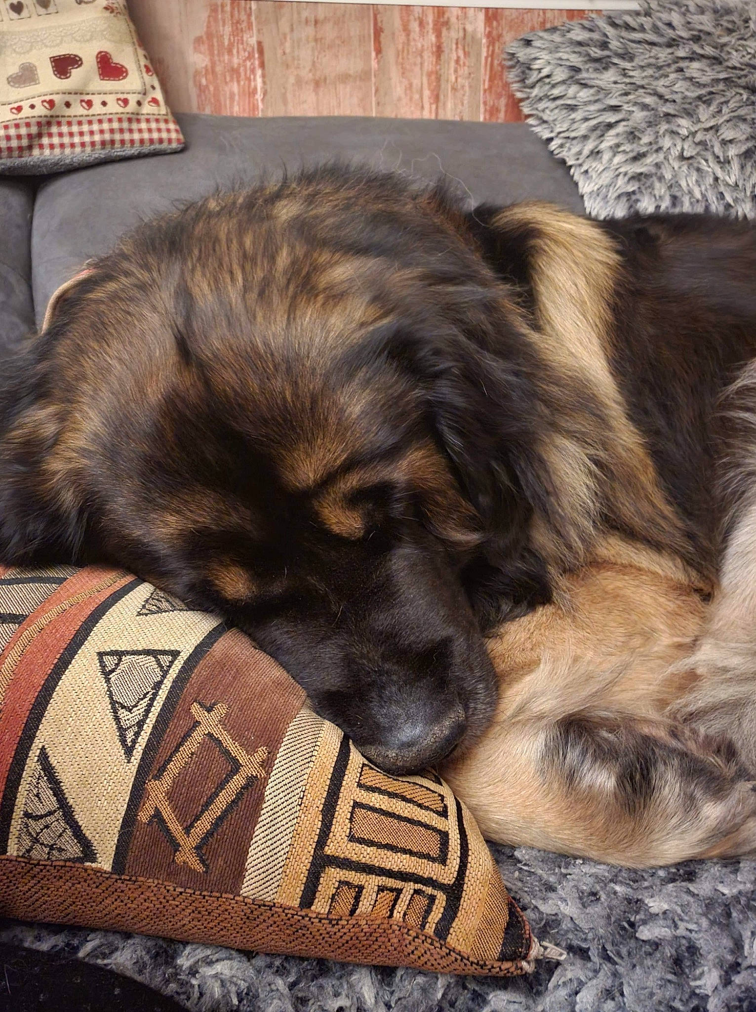 Mexico a rejoint le concours — aidez-le/la à gagner de superbes lots ! canidae, carnivore, claw, comfort, companion_dog, dog, dog_breed, fawn, felidae, flooring, foot, fur, liver, nap, paw, snout, sporting_group, terrestrial_animal, whiskers, working_animal