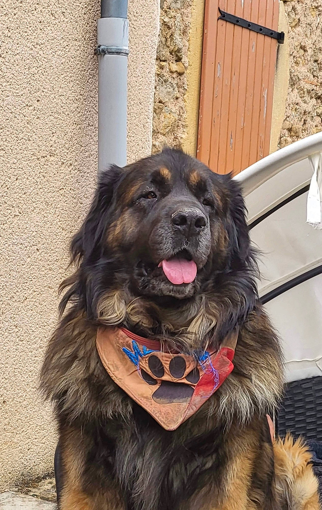 Mexico participe au concours pour gagner de l'argent avec cette photo : canidae, carnivore, collar, companion_dog, dog, dog_breed, dog_collar, dog_supply, fang, fur, gaddi_kutta, giant_dog_breed, guard_dog, leash, liver, snout, sporting_group, tibetan_mastiff, working_animal, working_dog