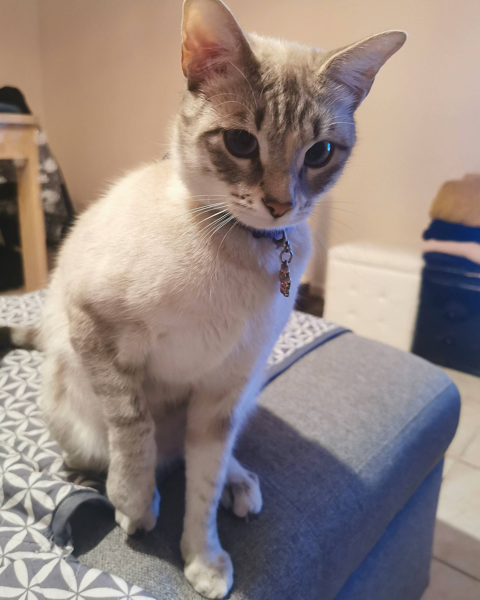 Duchesse participe au concours pour gagner de l'argent avec cette photo : balinese, carnivore, cat, cat_supply, claw, collar, domestic_short_haired_cat, fawn, felidae, flooring, fur, paw, pet_supply, small_to_medium_sized_cats, snout, tail, terrestrial_animal, thai, tonkinese, whiskers