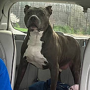 Lucky joined the competition — help win amazing prizes! dog, car_interior, backseat, pet, animal, white_chest, standing, seat, window, clothing, blue_shirt, pink_cloth, vehicle, dog_breed, alert, furniture, seatbelt, leather_seat, domestic_animal, inside