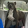 dog, car_interior, backseat, pet, animal, white_chest, standing, seat, window, clothing, blue_shirt, pink_cloth, vehicle, dog_breed, alert, furniture, seatbelt, leather_seat, domestic_animal, inside