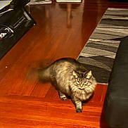 Trouble joined the competition — help win amazing prizes! cat, indoor, wooden_floor, furniture, rug, scratching_post, pet, animal, living_room, blurred_tail, cozy, brown, tabby, fluffy, walking, flooring, home, domestic, cute, mammal