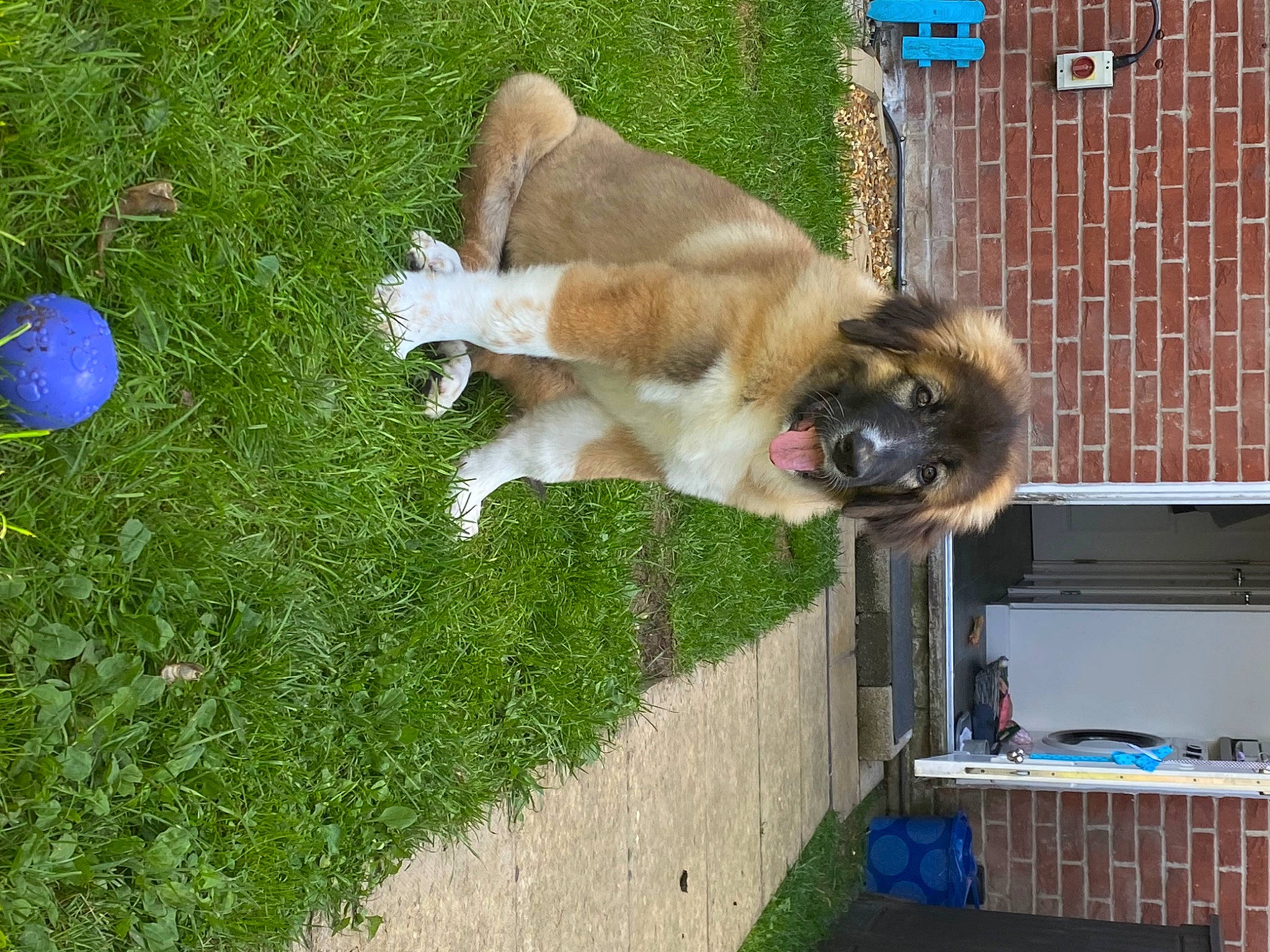 Valentine joined the competition — help win amazing prizes! box, canidae, carnivore, companion_dog, dog, dog_breed, dog_supply, fawn, grass, pet_supply, plant, sporting_group, tail, working_animal, working_dog, yard