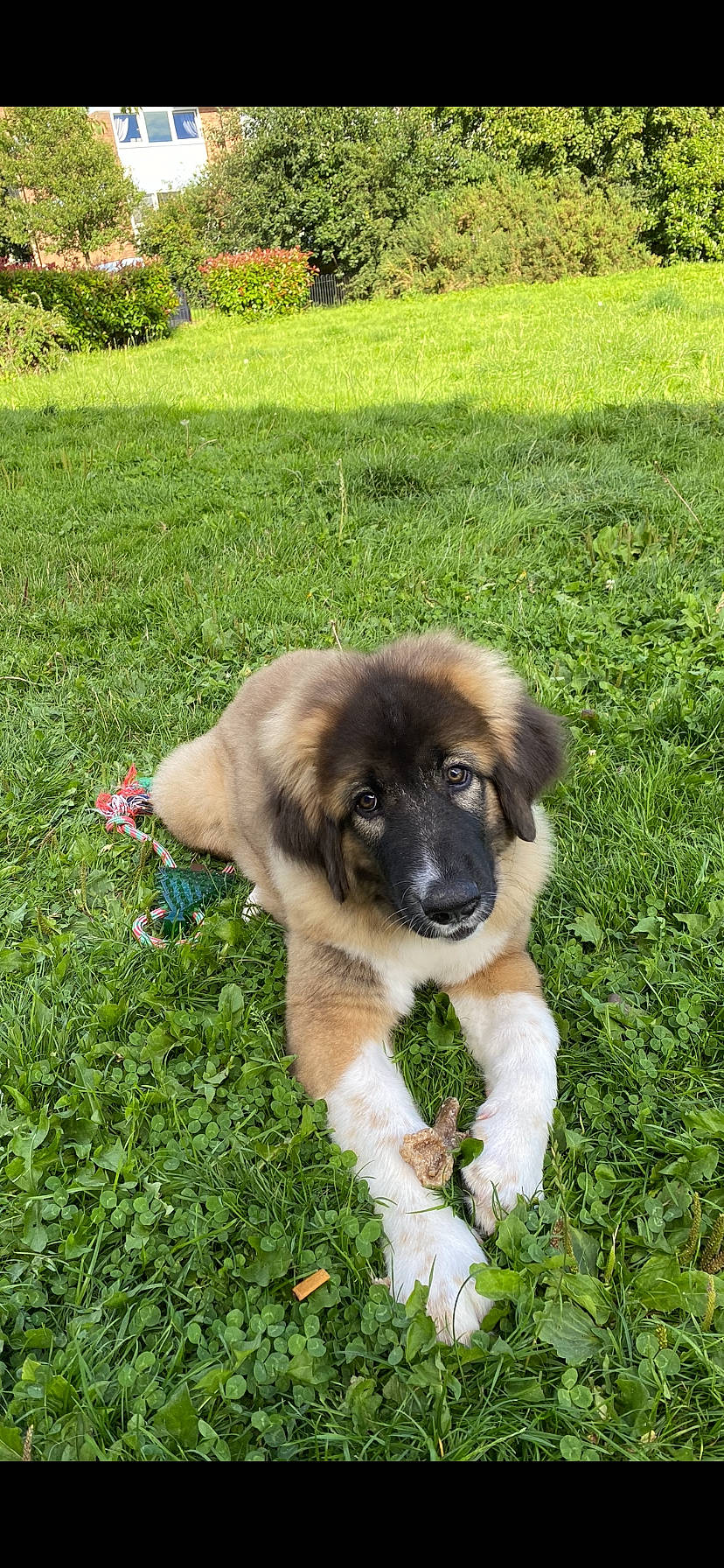 Valentine is registered to the contest to win money with this photo: canidae, carnivore, companion_dog, dog, dog_breed, fawn, fur, garden, grass, groundcover, herbaceous_plant, herding_dog, lawn, plant, pyrenean_mastiff, snout, sporting_group, tree, working_animal, working_dog