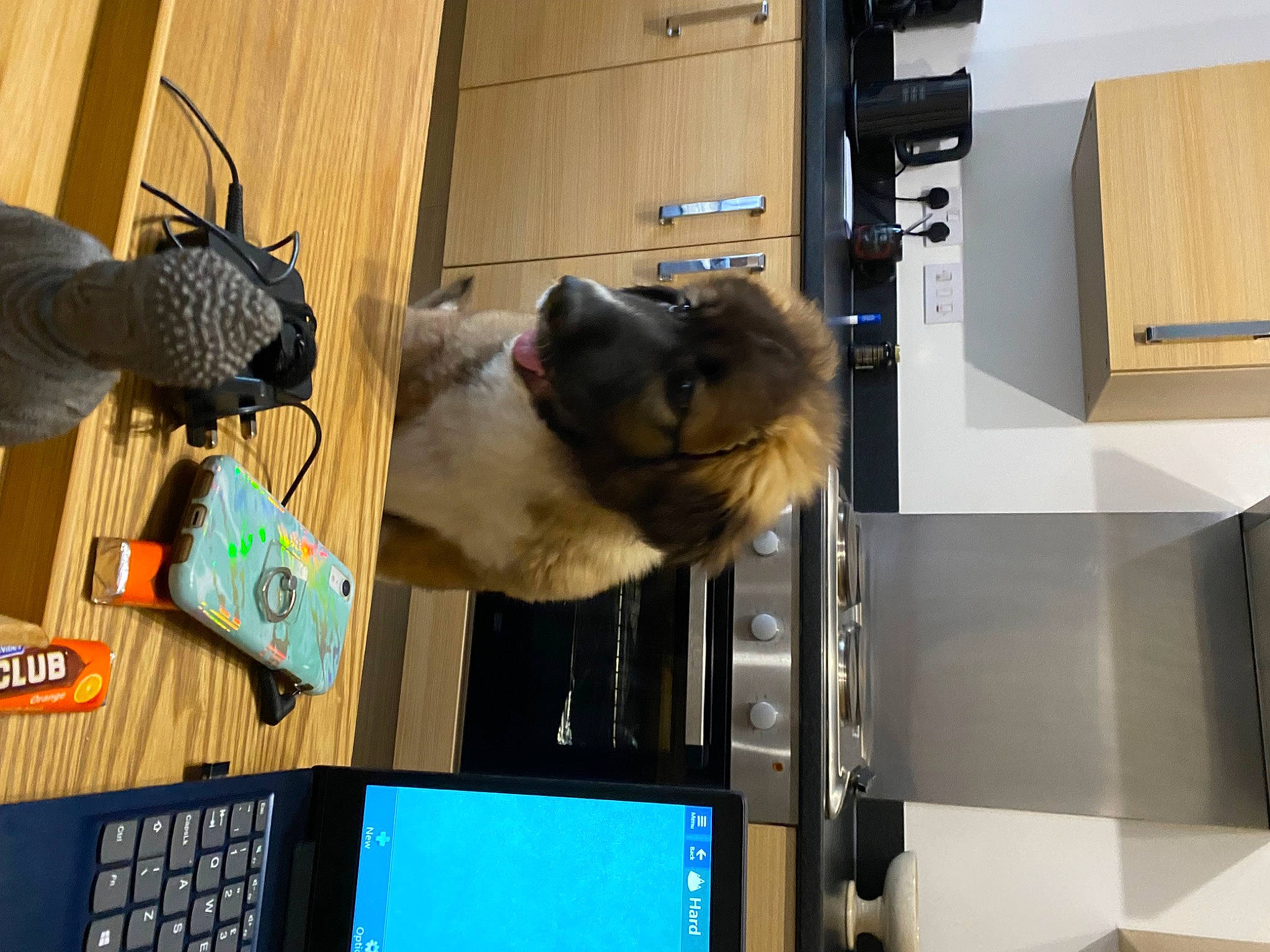 Valentine joined the competition — help win amazing prizes! carnivore, computer, computer_hardware, display_device, electronic_device, fur, gadget, input_device, laptop, machine, netbook, office_equipment, output_device, peripheral, personal_computer, portable_communications_device, room, snout, technology, wood