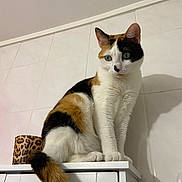 Leya participe au concours pour gagner de l'argent avec cette photo : cat, calico_cat, feline, pet, animal, white_cabinet, indoor, tile_wall, leopard_print_container, tail, fur, ears, whiskers, shadow, curious, sitting, green_eyes, domestic_cat, furniture, household