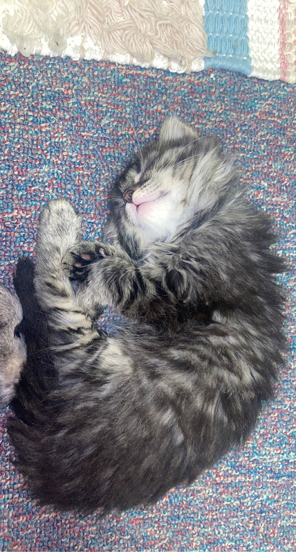 Kimchi joined the competition — help win amazing prizes! carnivore, cat, claw, comfort, domestic_short_haired_cat, felidae, foot, fur, grey, nap, paw, plant, sitting, sleep, small_to_medium_sized_cats, snout, tail, terrestrial_animal, tree, whiskers