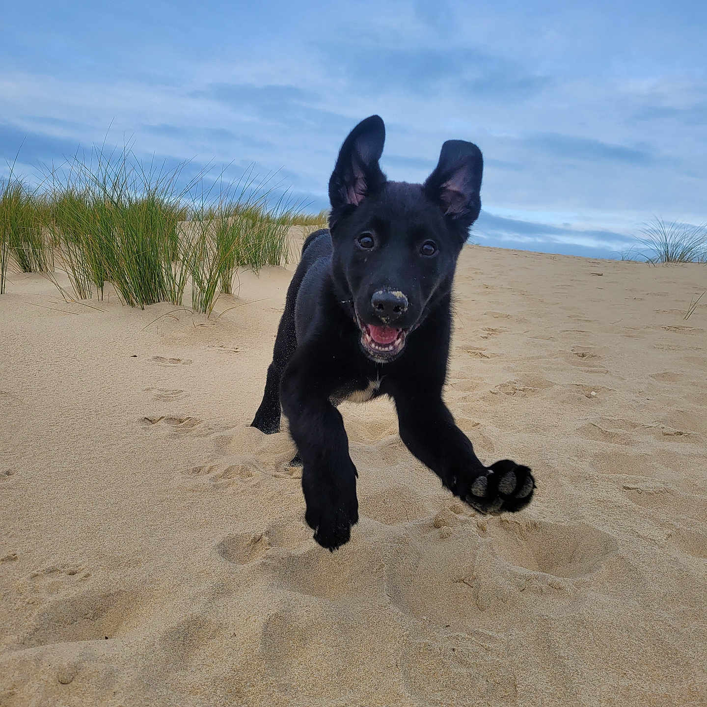 Nuka participe au concours pour gagner de l'argent avec cette photo : accessories, animal, beach, bulldog, canine, clothing, coast, dog, germanshepherd, glove, labradorretriever, nature, outdoors, pet, puppy, sand, sea, shoreline, soil, water