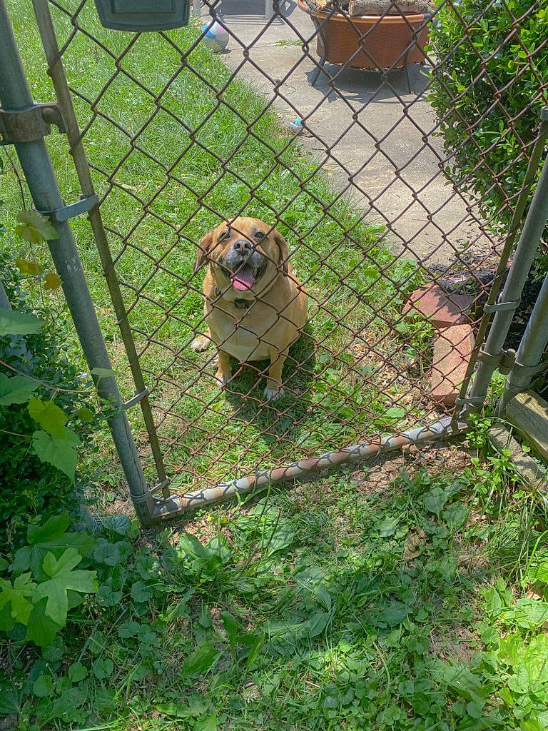 Colton is registered to the contest to win money with this photo: animal_shelter, carnivore, chain_link_fencing, collar, companion_dog, dog, dog_breed, dog_supply, fawn, fence, grass, gun_dog, home_fencing, kennel, mesh, pet_supply, plant, sporting_group, wire_fencing, working_animal