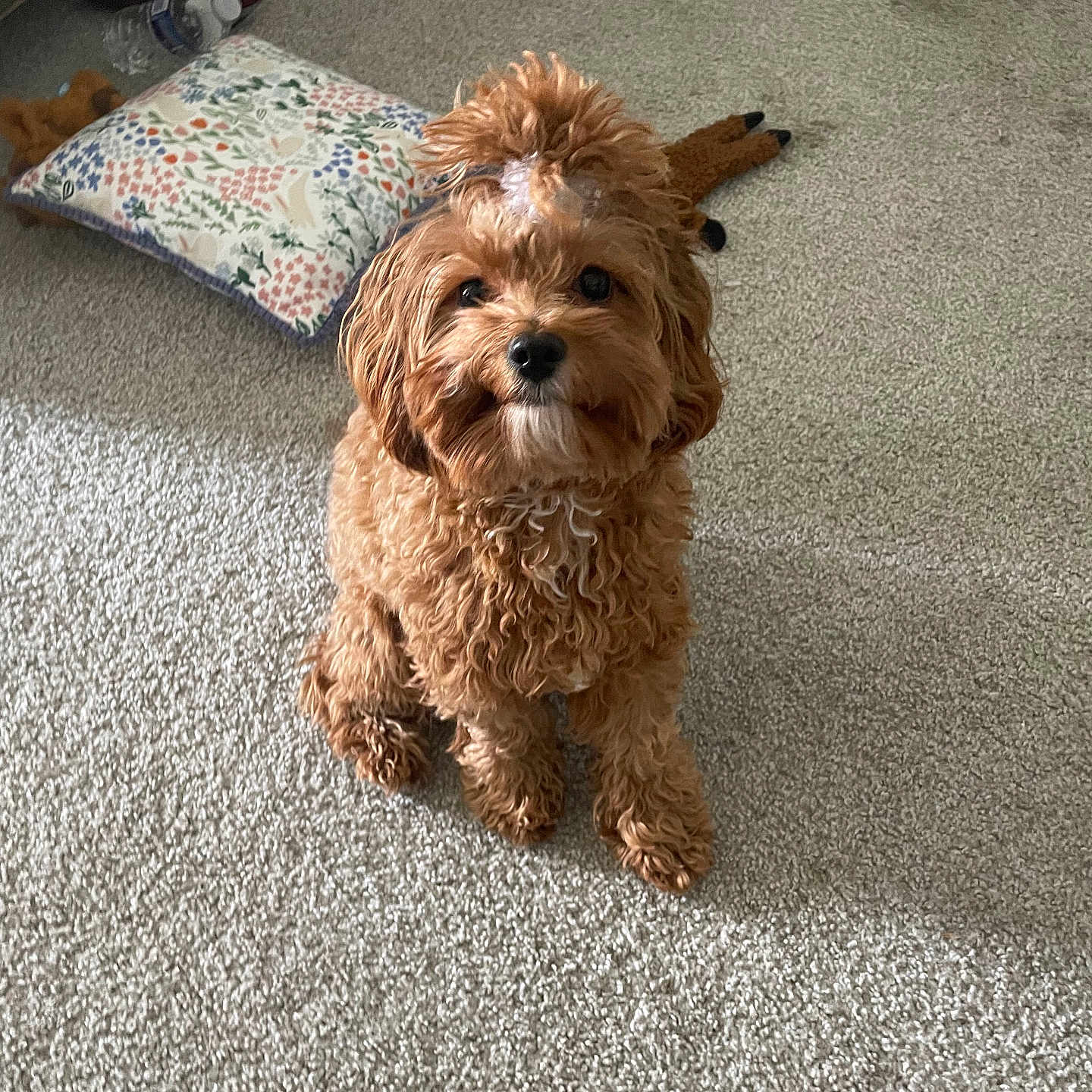 Harper