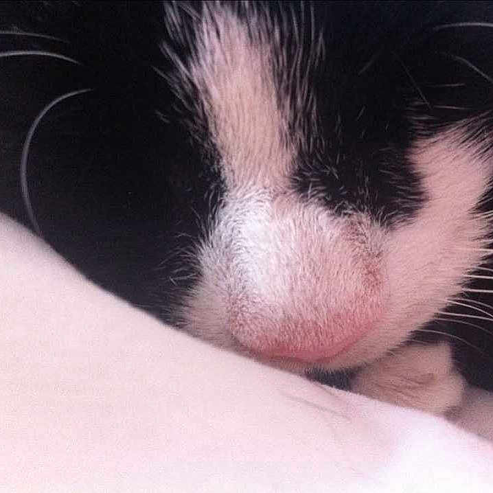 Millie
