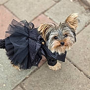 Daisey Mae joined the competition — help win amazing prizes! adorable, animal, black_dress, costume, cute, dog, ears, fashion, fluffy, fur, looking_up, outdoor, pavement, pet, portrait, sidewalk, small_dog, tutu, walking, yorkshire_terrier