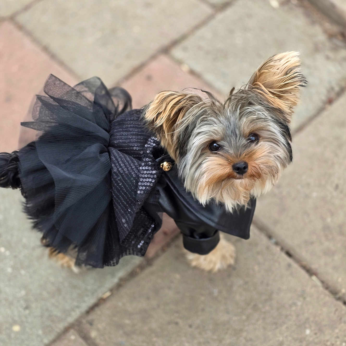 Daisey Mae