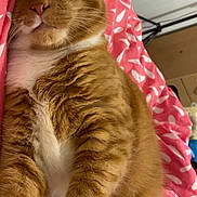 Rourou participe au concours pour gagner de l'argent avec cette photo : cat, ginger_cat, orange_tabby, sleeping, paws, white_chest, whiskers, fur, close_up, bed, pink_blanket, patterned_blanket, cozy, indoor, cute, pet, relaxed, portrait, feline, household