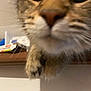 cat, close_up, whiskers, nose, paw, tabby, fur, indoor, blurred, cute, curious, portrait, pet, domestic_cat, animal, feline, muzzle, large_eyes, shelf, soft_focus