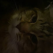 Alba a rejoint le concours — aidez-le/la à gagner de superbes lots ! cat, pet, close_up, low_light, whiskers, nose, eyes, portrait, feline, tabby, fur, indoor, dark_background, curious, macro, muzzle, eye_contact, tilted_head, nighttime, cozy