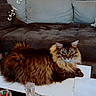 Messi joined the competition — help win amazing prizes! animal, brown, cat, couch, cozy, crystal_container, cushion, decor, domestic, fluffy, furniture, indoor, living_room, motivational_text, pet, relaxing, strawberries, tabby, table, wall_art