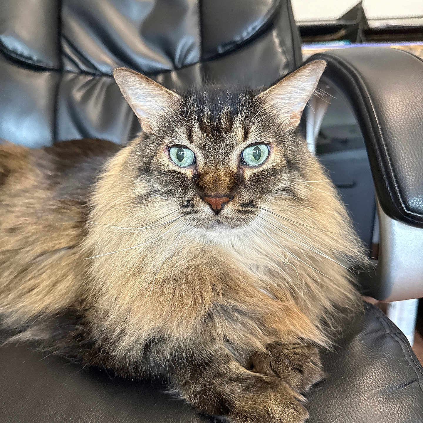 Messi is registered to the contest to win money with this photo: cat, fluffy, long_hair, green_eyes, pet, animal, feline, portrait, indoor, leather_chair, black_chair, close_up, relaxed, whiskers, paw, sitting, furniture, cute, domestic_cat, looking_at_camera