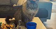 Messi joined the competition — help win amazing prizes! blue_cup, cat, cigarette_pack, coffee_mug, curtain, cushion, decor, fluffy_cat, household_items, indoor, living_room, morning_light, painting, pillow, remote_control, smartphone, sofa, table, window, wooden_floor