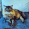 Messi is registered to the contest to win money with this photo: animal, blue_couch, cat, cozy, cute, domestic, eyes, feline, fluffy, fur, home, indoor, mammal, paws, pet, portrait, relaxed, resting, sitting, whiskers